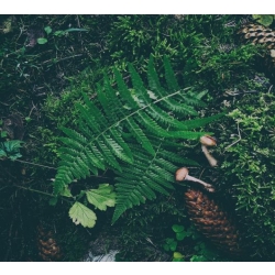 Aūkels - Meddjan Sklāit Ten